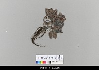 藏品(中國湖北皮影戲偶頭-生)的圖片